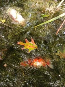 La charca de la Alameda Nova, un cementerio