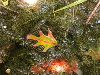 La charca de la Alameda Nova, un cementerio