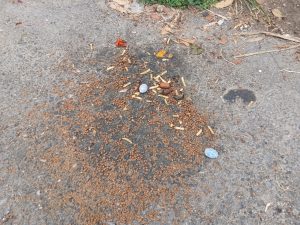 Vecinos de A Seara denuncian la aparición de cebos de raticida mezclados con comida