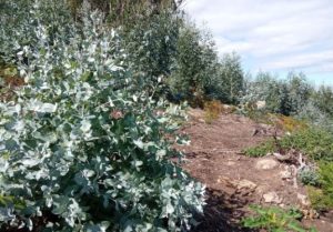 Bueu convoca una jornada vecinal para retirar eucaliptos del monte Roxo