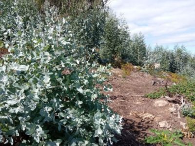 Bueu convoca una jornada vecinal para retirar eucaliptos del monte Roxo