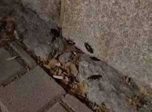 Proliferación de ratas y cucarachas en el centro de Cangas