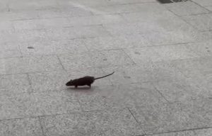 Ratas “como gatos” corren a sus anchas por el barrio de O Forte